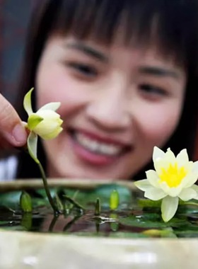 迷你小睡莲带芽根块家庭盆栽水培水生植物四季花卉碗莲根块茎种根
