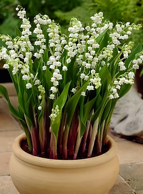 10颗带芽铃兰根花苗浓香小铃铛型盆栽绿植耐寒种根室内外花卉植物