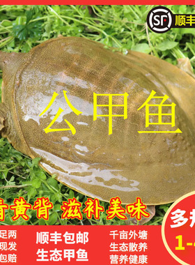 九星外塘公甲鱼鲜活食用中华鳖野外放养活水王八团鱼龟鳖青黄背