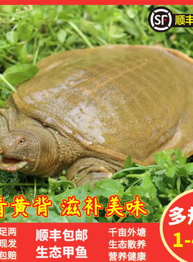 九星外塘大母甲鱼鲜活食用中华鳖野外放养活水王八团鱼龟鳖青黄背