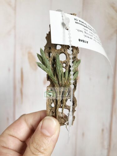 展示空凤clump群生类似绿珊瑚