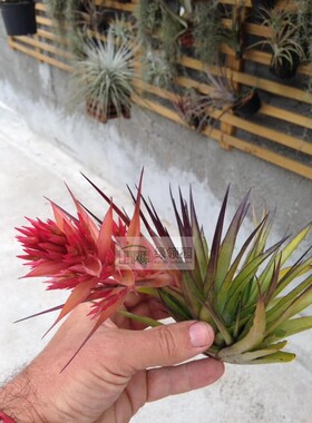 展示 空气凤梨 Tillandsia geminiflora 绿薄莎