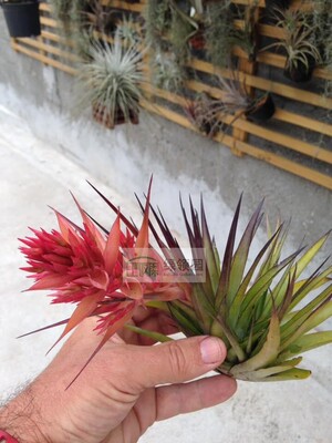展示 空气凤梨 Tillandsia geminiflora 绿薄莎