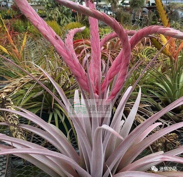 展示 空气凤梨 鸟岩 Tillandsia Cyclone 飓风（巨型香槟x罗兰）