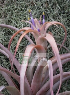 展示 空气凤梨 热带珍品Tillandsia capitata 'Peach' 卡比水蜜桃