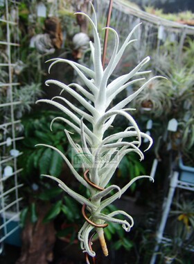展示 空凤 热带 Tillandsia paleacea 'Canta'粗糠地域种“肯塔”