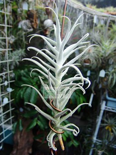 展示 空凤 热带 Tillandsia paleacea 'Canta'粗糠地域种“肯塔”