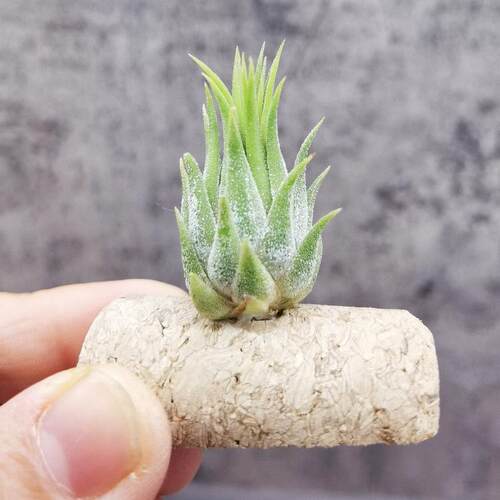 无土空气凤梨室内植物绿领园精灵