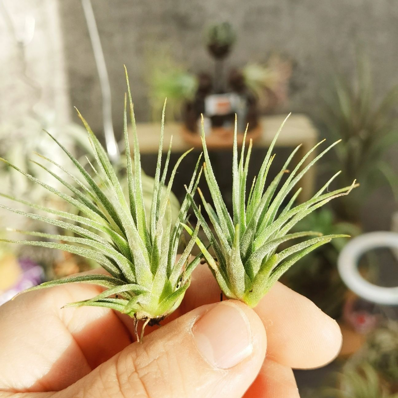 直播 绿领园一物一拍 T. Royal Flamingo皇家火烈鸟