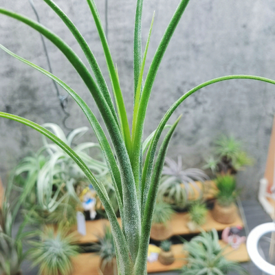 直播专拍绿领园一物一拍 T.'Chiquininga' 费西巨精灵 '擎天'