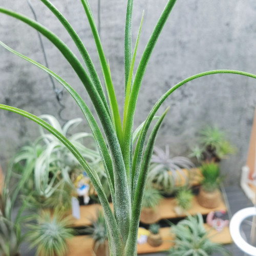 直播专拍绿领园一物一拍 T.'Chiquininga' 费西巨精灵 '擎天'