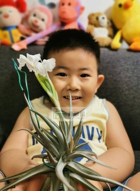 展示 空气凤梨 Tillandsia Xiphioides 媳妇（香花）国际