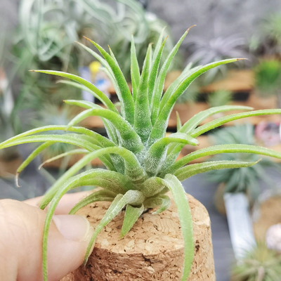 直播 一物一拍 热带T.ionantha 'Mexican Zebra'墨西哥'驴精'