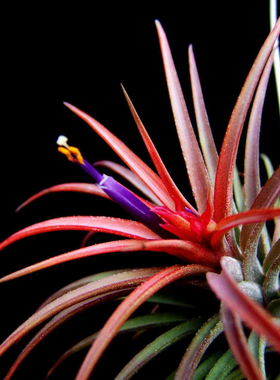 国内手播空凤品种多血统精灵 Oriental Optimus Prime东方擎天柱