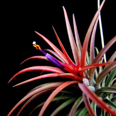 空气凤梨植物雪白质感杂交