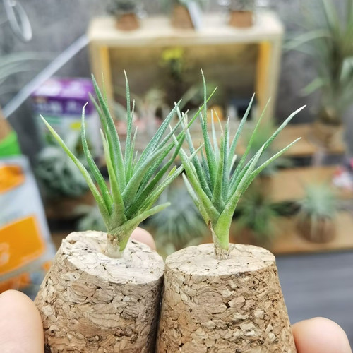 直播 一物一拍 鸟岩T. Bellissima小型美花杂交（忘记它X苏黎世）