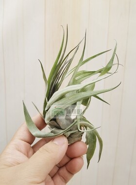 展示 空气凤梨 Tillandsia geminiflora 绿薄莎