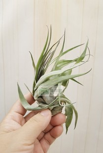 空气凤梨 展示 Tillandsia geminiflora 绿薄莎