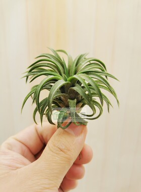 展示 空气凤梨 Tillandsia Ionantha Firecracker爆竹精灵