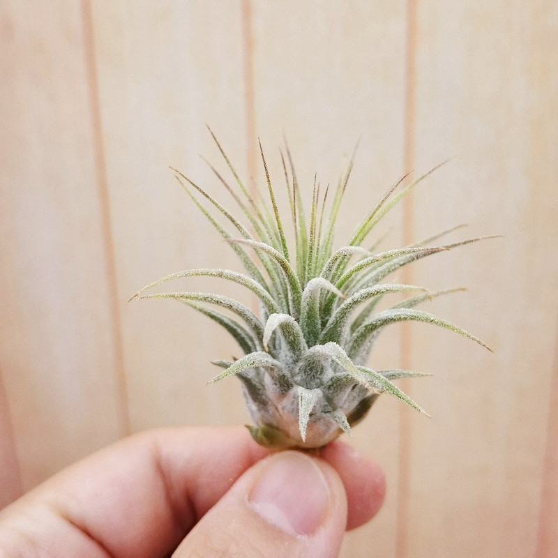 空气凤梨 tillandsia ionantha honduras 洪都拉斯精灵 侧芽