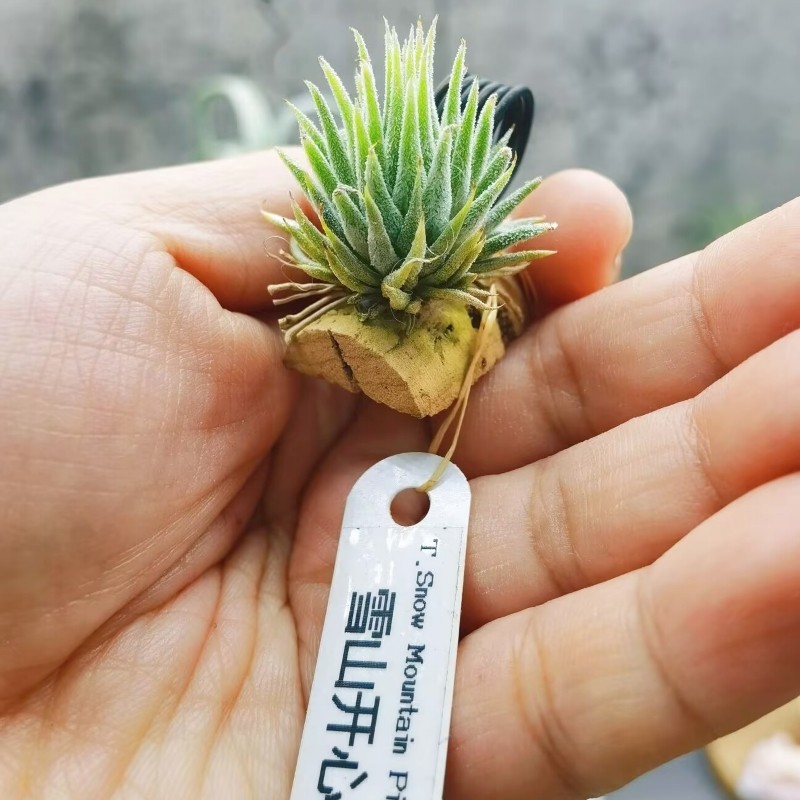 直播 绿领园一物一拍 T. Snow Mountain Pistachion 雪山开心果,鲜花速递/花卉仿真/绿植园艺,时令草本花卉,淘宝优惠券,粉丝福利购,淘宝优惠卷