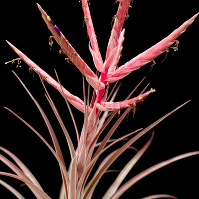 空气凤梨杂交绿领园无土植物美花