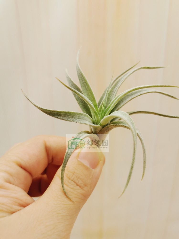 展示 空气凤梨 Tillandsia Chiapensis 香槟