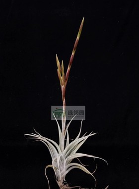 空凤 T.albida x caput-medusae质感超白杂交阿比达X美杜莎