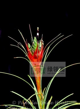 展示 空气凤梨 鸟岩 Tillandsia punctulata,Mex.Guat.- 细红果