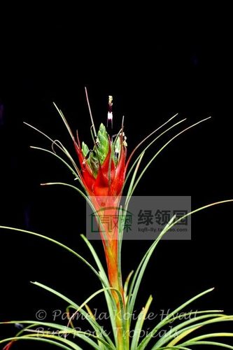 展示 空气凤梨 鸟岩 Tillandsia punctulata,Mex.Guat.- 细红果