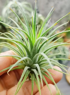 直播 一物一拍 T.ionantha 'Guatemalan Select'危地马拉精灵