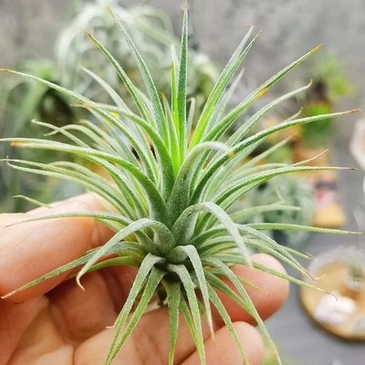 直播 一物一拍 T.ionantha 'Guatemalan Select'危地马拉精灵