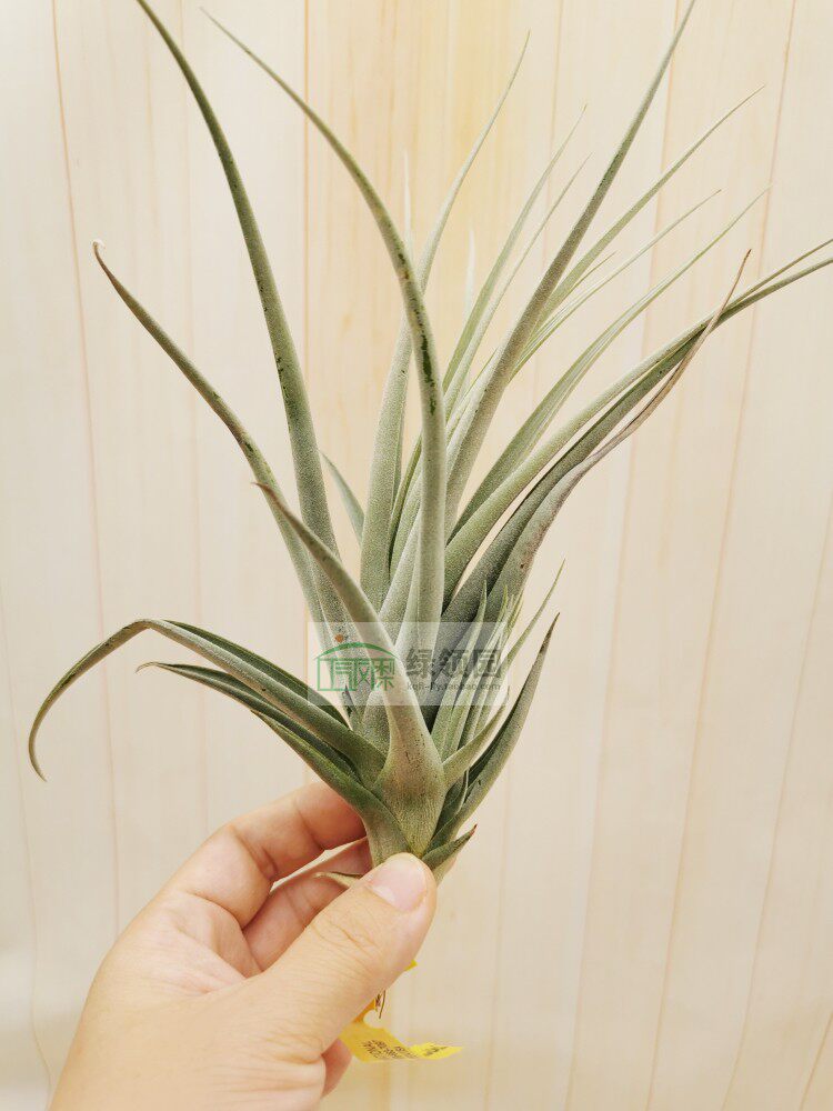 展示 空凤 Tillandsia Ixioides x Reichenbachii 黄水晶x矮树猴|ruв категории доставка цветов/цветок моделирования/растения садоводства, цветок/растения в горшках (новый), цветок - от Buy2taobao.com для оказания профессиональной услуги покупки агента Taobao