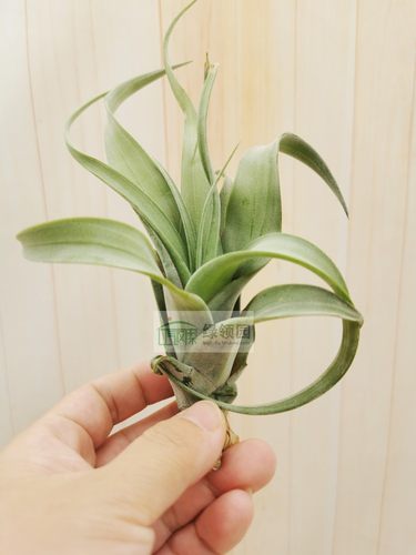 展示 空气凤梨 Tillandsia Flexuosa Grand Cayman 大开曼旋风 - 封面