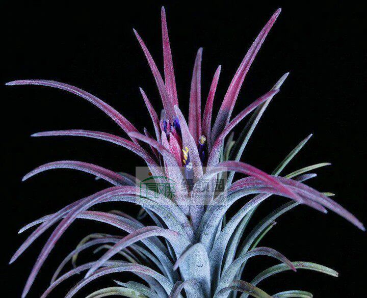 展示 空气凤梨 Tillandsia Charmer整年发色万汗X香槟