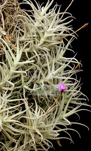 展示 空气凤梨 鸟岩 Tillandsia paleacea (enano) 微型粗糠群生