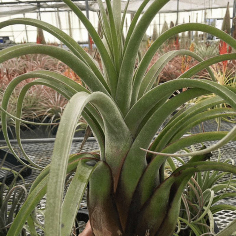 展绿领园空气凤梨植物无土栽培室内装饰鸟岩el guapo电卷美杜莎