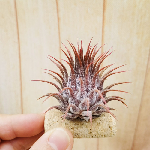 绿领园 一物一拍  空凤 ionantha ionantha 'Hand Grenade' 手榴