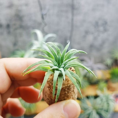 直播绿领园 一物一拍 T. Ionantha ‘Ron’ 龙精灵