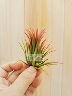 展示 空气凤梨 Tillandsia Ionantha Fuego Red Giant 巨型红福果