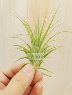 展示 Tillandsia Victoria Red Splendor Rojo 红色光辉