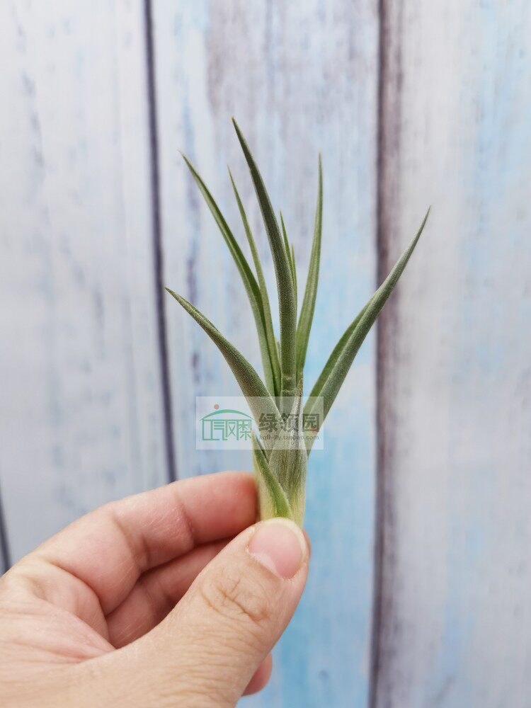 展示 绿领园空气凤梨植物无土栽培arequitae x duratii初恋杂树猴