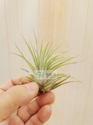 展示 空气凤梨 Tillandsia ionantha Mexico 墨西哥小精灵 雨林版