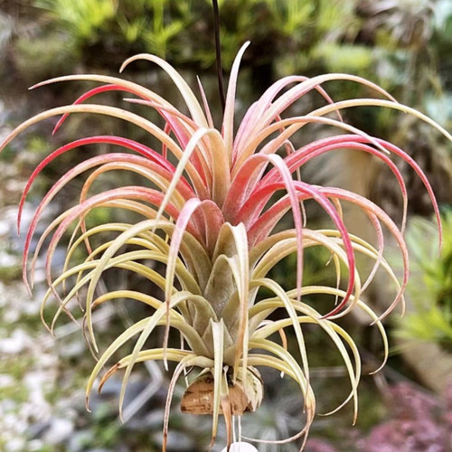 无土绿领园空气凤梨室内国货植物