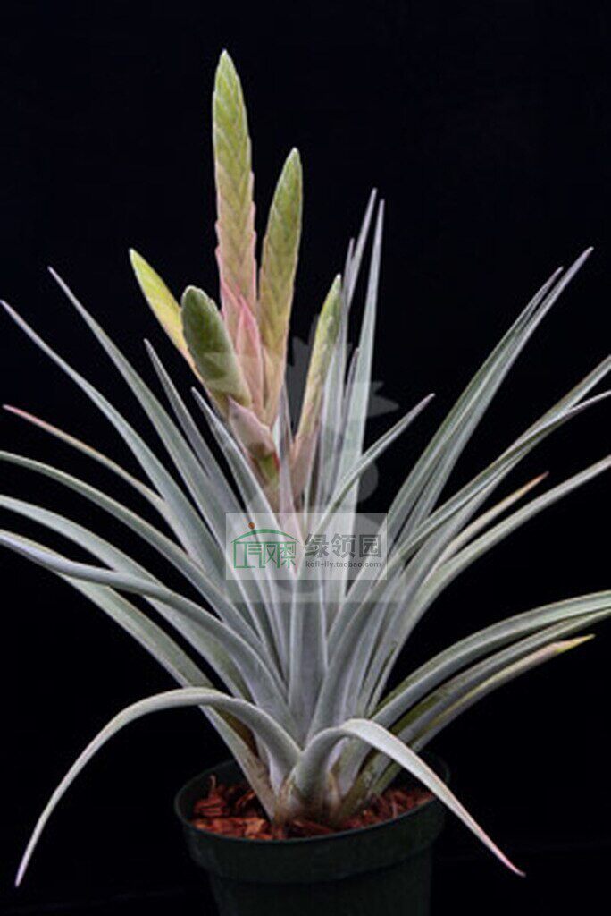 展示 空气凤梨 Tillandsia Silver Spike鸟岩质感最厚白香槟杂交