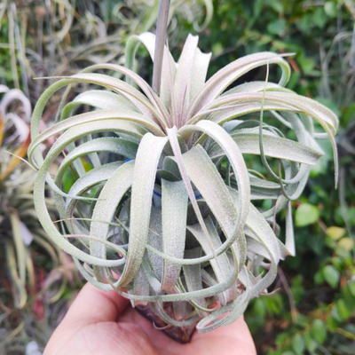 空气凤梨室内植物绿领园杂交皇家