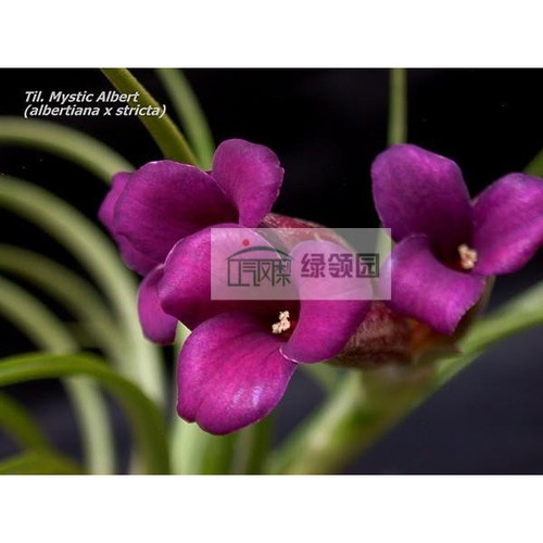 展示 空气凤梨 Tillandsia albertiana x stricta 红花瓣X多国