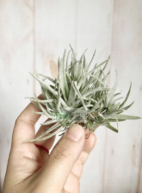 展示 空气凤梨 Tillandsia Harrisii Small Clump 哈里斯群生