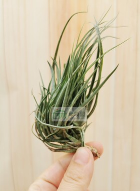 展示 空凤 Tillandsia Neglecta x Stricta Clump 忘记它×多国
