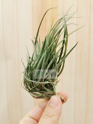 展示 空凤 Tillandsia Neglecta x Stricta Clump 忘记它×多国
